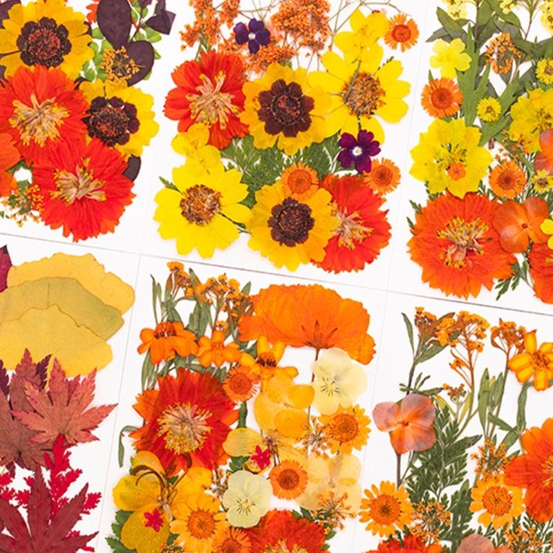 Art Craft Flower - Flor prensada seca para moldes resina,