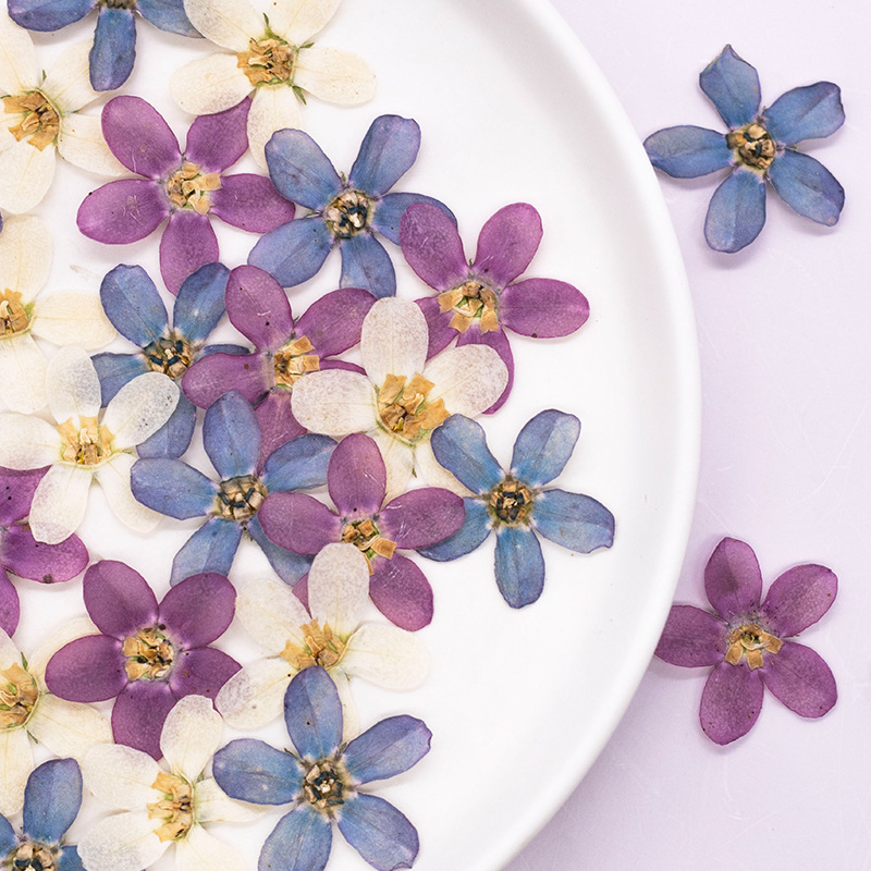 Art Craft Flower - 12pçs, flor estrela azul prensada, faça