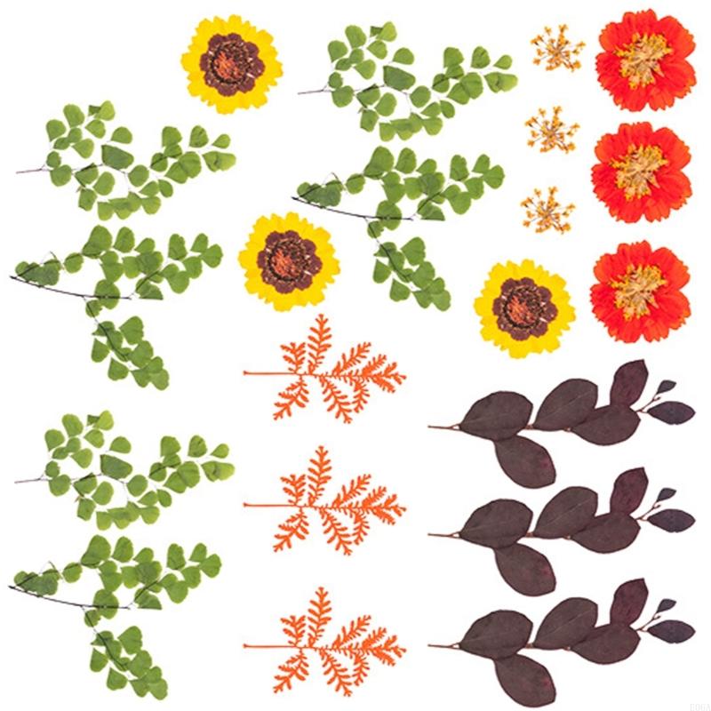 Flor prensada seca para moldes - Art Craft Flower avaliação e preço