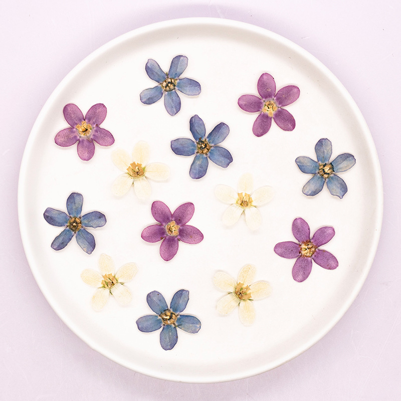 12pçs, flor estrela azul prens - Art Craft Flower avaliação e preço