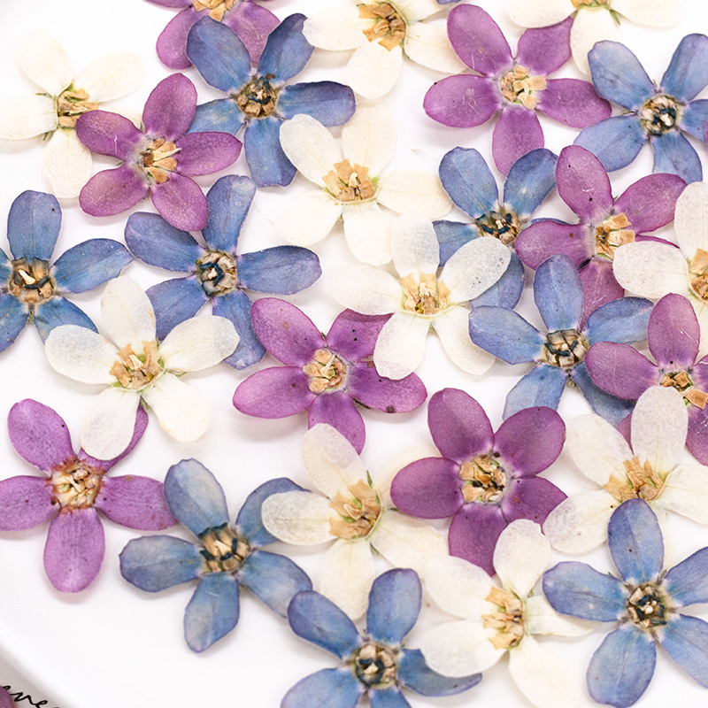 12pçs, flor estrela azul prens - Art Craft Flower avaliação e preço