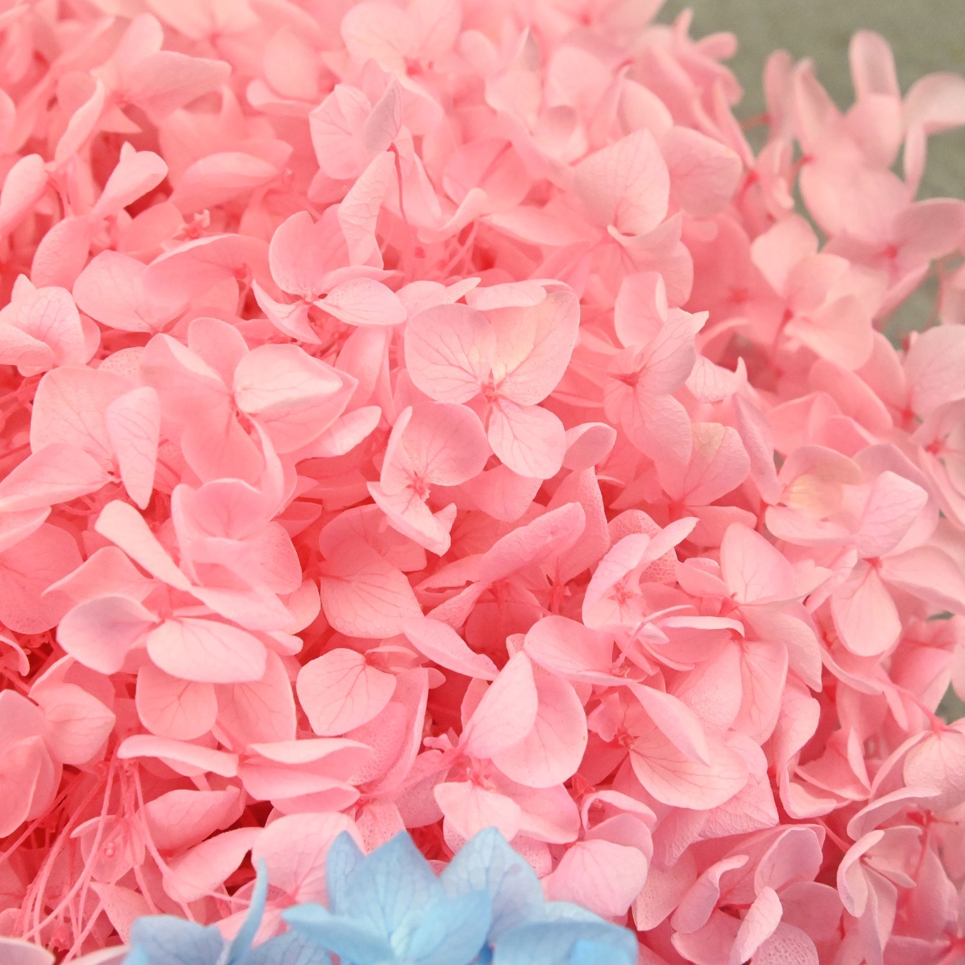 Pétalas de Hortênsia Naturais  - Art Craft Flower avaliação e preço
